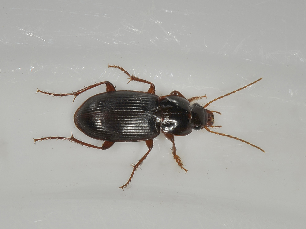 Pterostichus? no, Platyderus rufus transalpinus